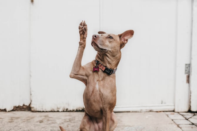 Dog raising paw to ask a question